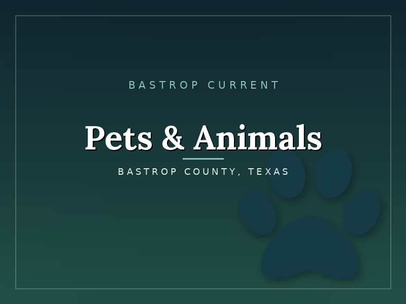 cat-pets-animals